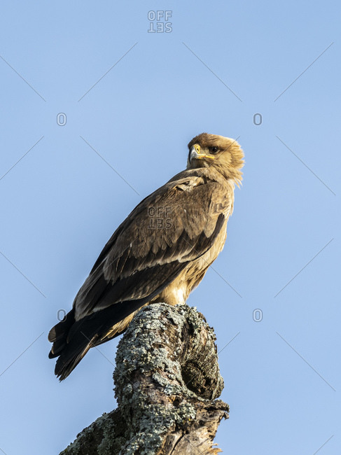 An adult tawny eagle (Aquila rapax), Serengeti National Park, Tanzania, East Africa, Africa