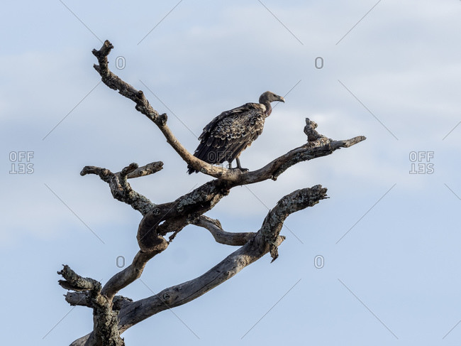 Ruppell's vulture (Gyps rueppelli), Serengeti National Park, Tanzania, East Africa, Africa