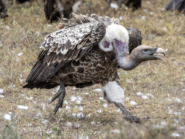 Ruppell's vultures (Gyps rueppelli) on the carcass of a plains zebra in Serengeti National Park, Tanzania, East Africa, Africa
