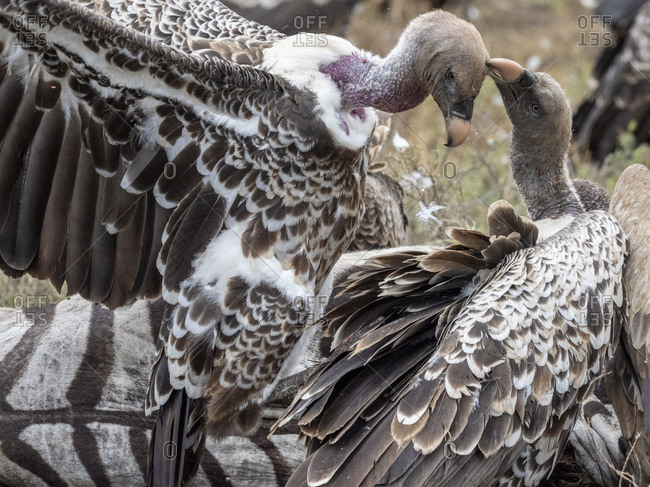 Ruppell's vultures (Gyps rueppelli), on the carcass of a plains zebra in Serengeti National Park, Tanzania, East Africa, Africa