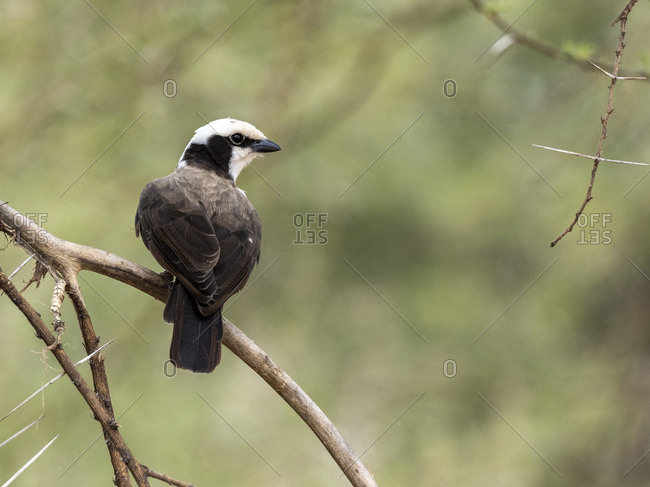 An adult northern white-crowned shrike (Eurocephalus ruppelli), Tarangire National Park, Tanzania, East Africa, Africa