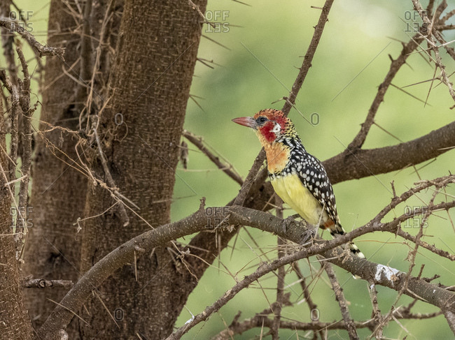 An adult red-and-yellow barbet (Trachyphonus erythrocephalus), Tarangire National Park, Tanzania, East Africa, Africa