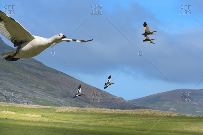Flying Upland Geese (Chloephaga picta), Grave Cove, West Falkland Island, Falkland Islands, British Overseas Territory, South America