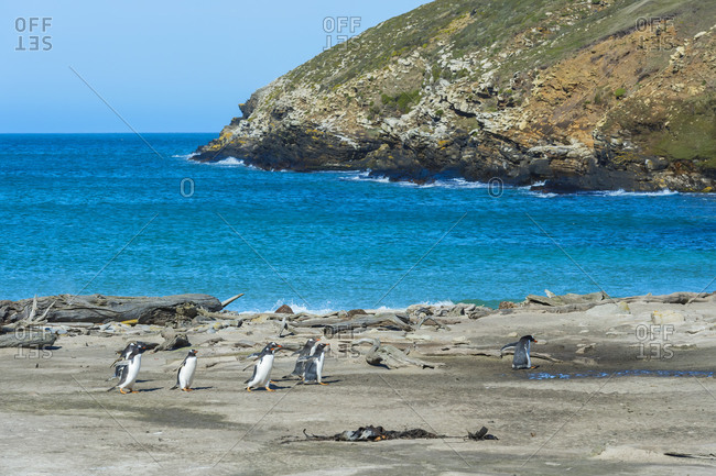 Gentoo penguins (Pygoscelis papua) crossing a stream, Grave Cove, West Falkland Island, Falkland Islands, South America