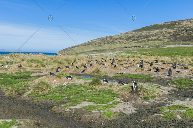 Nesting Gentoo penguins (Pygoscelis papua), Grave Cove, West Falkland Island, Falkland Islands, British Overseas Territory, South America