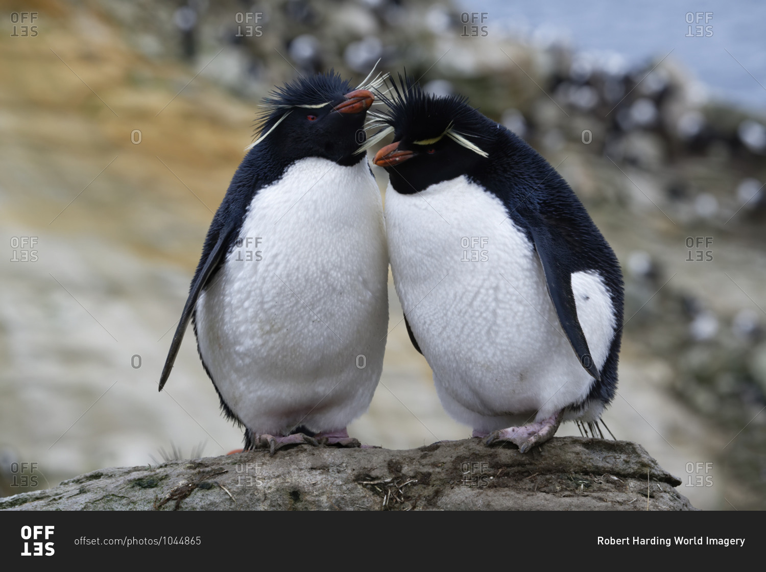 Couple of Southern Rockhopper penguins (Eudyptes chrysocome), New Island, Falkland Islands, British Overseas Territory, South America