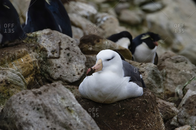 Nesting Black-browed Albatross (Thalassarche melanophris), New Island, Falkland Islands, British Overseas Territory, South America