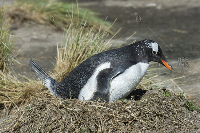 Nesting Gentoo penguin (Pygoscelis papua), Grave Cove, West Falkland Island, Falkland Islands, British Overseas Territory, South America