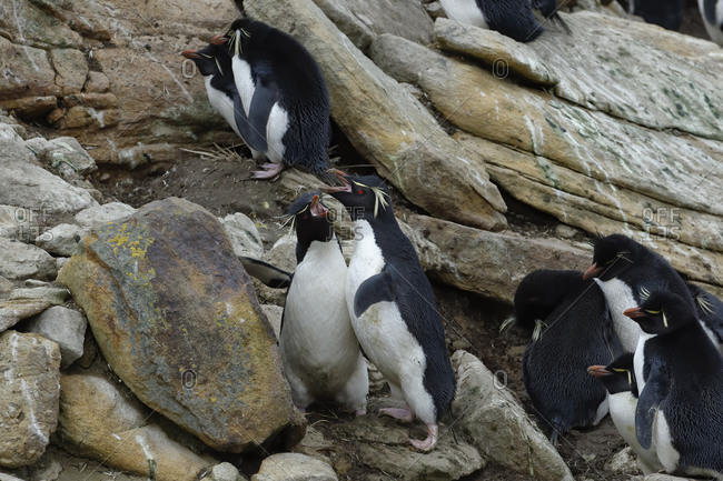 Calling Southern Rockhopper penguins (Eudyptes chrysocome), New Island, Falkland Islands, British Overseas Territory, South America