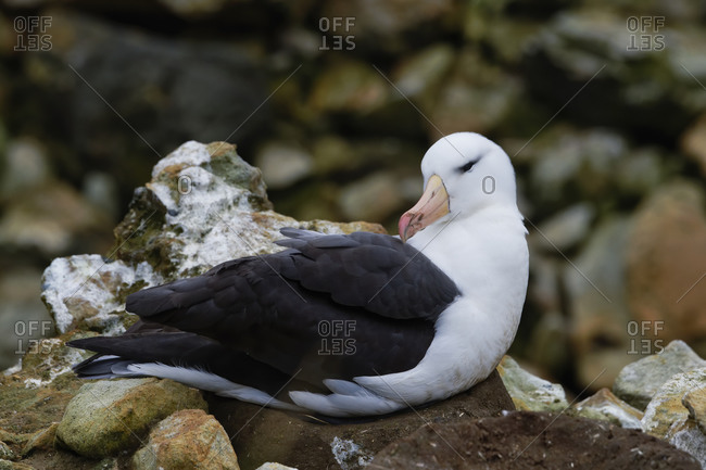 Nesting Black-browed Albatross (Thalassarche melanophris), New Island, Falkland Islands, British Overseas Territory, South America
