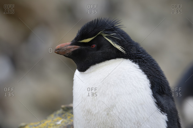 Southern Rockhopper penguin (Eudyptes chrysocome), New Island, Falkland Islands, British Overseas Territory, South America