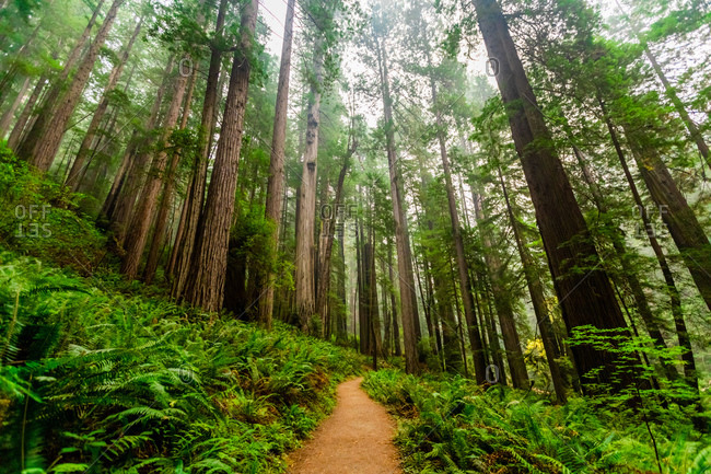 Mount Shasta Forest, California, United States of America, North America