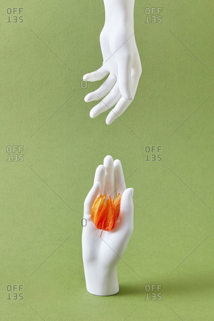 Two vertical mannequin's hands giving and taking a natural beautiful physalis flower against a light green background with soft shadow, copy space.