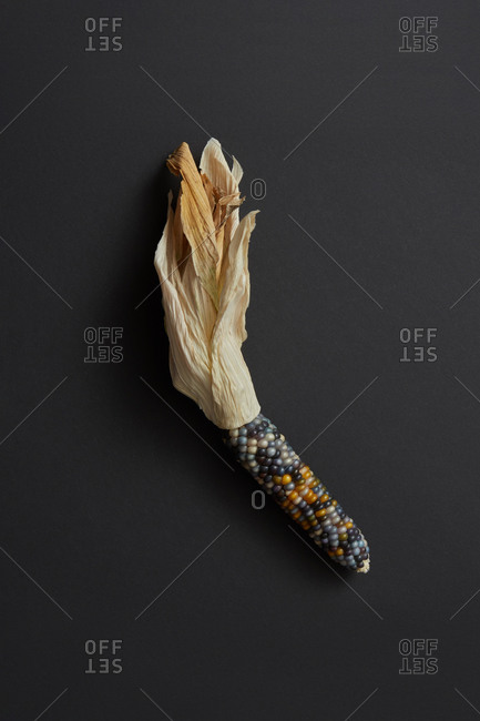 Natural organic single corn ear vegetable with seeds of different colors on a black background, copy space. Vegetarian healthy food concept.