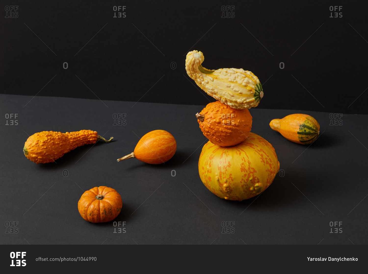 Vegetables balancing floating composition from freshly picked natural organic pumpkins different shapes and size against duotone dark background, copy space. Vegan concept. Halloween concept.