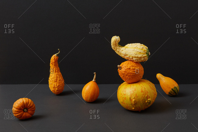Flying and balancing composition from freshly picked harvest of natural organic pumpkins different shapes and size against duotone dark background, copy space. Vegan concept. Halloween concept.