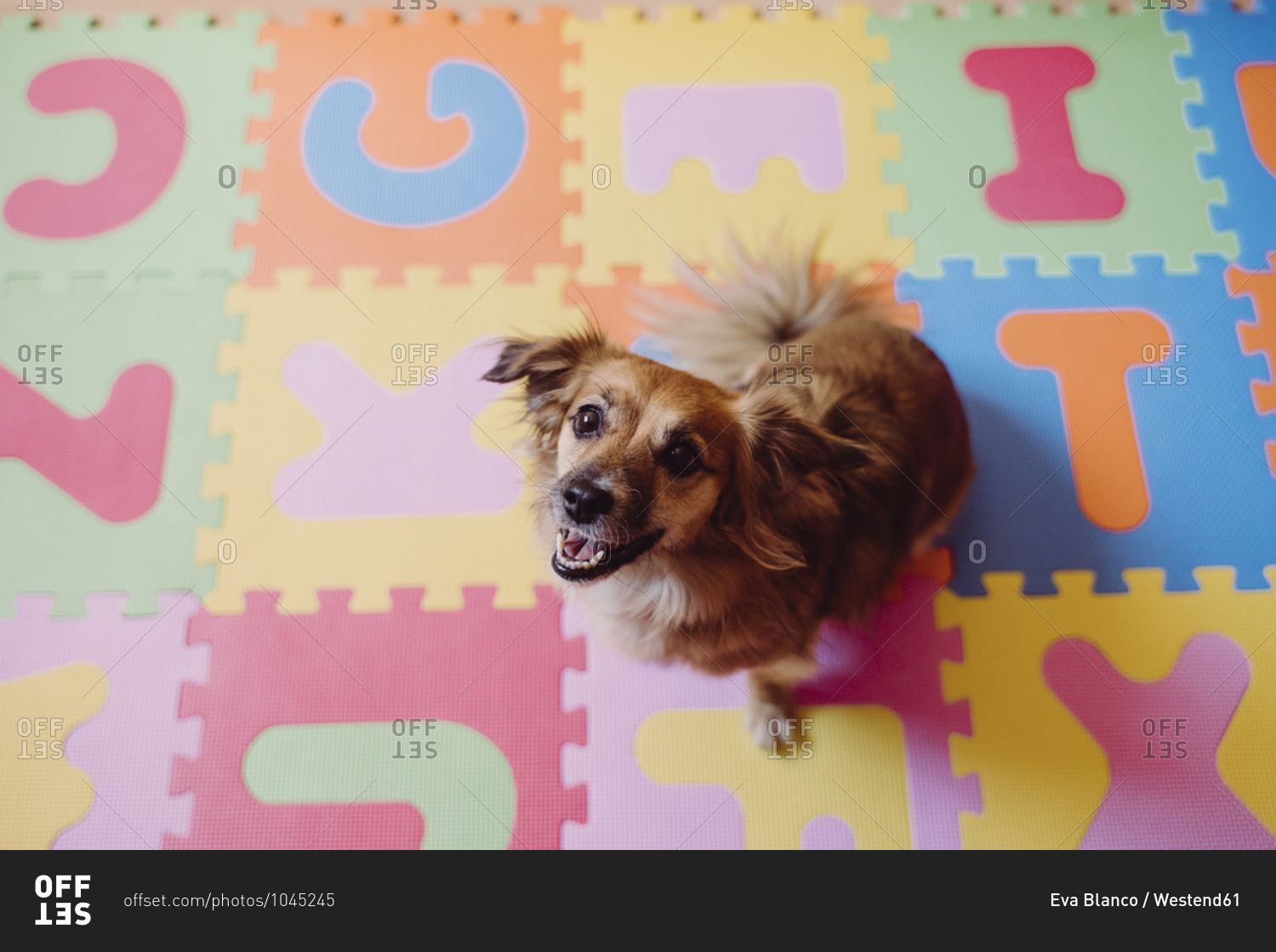 Cute dog sitting on colorful puzzle playmat