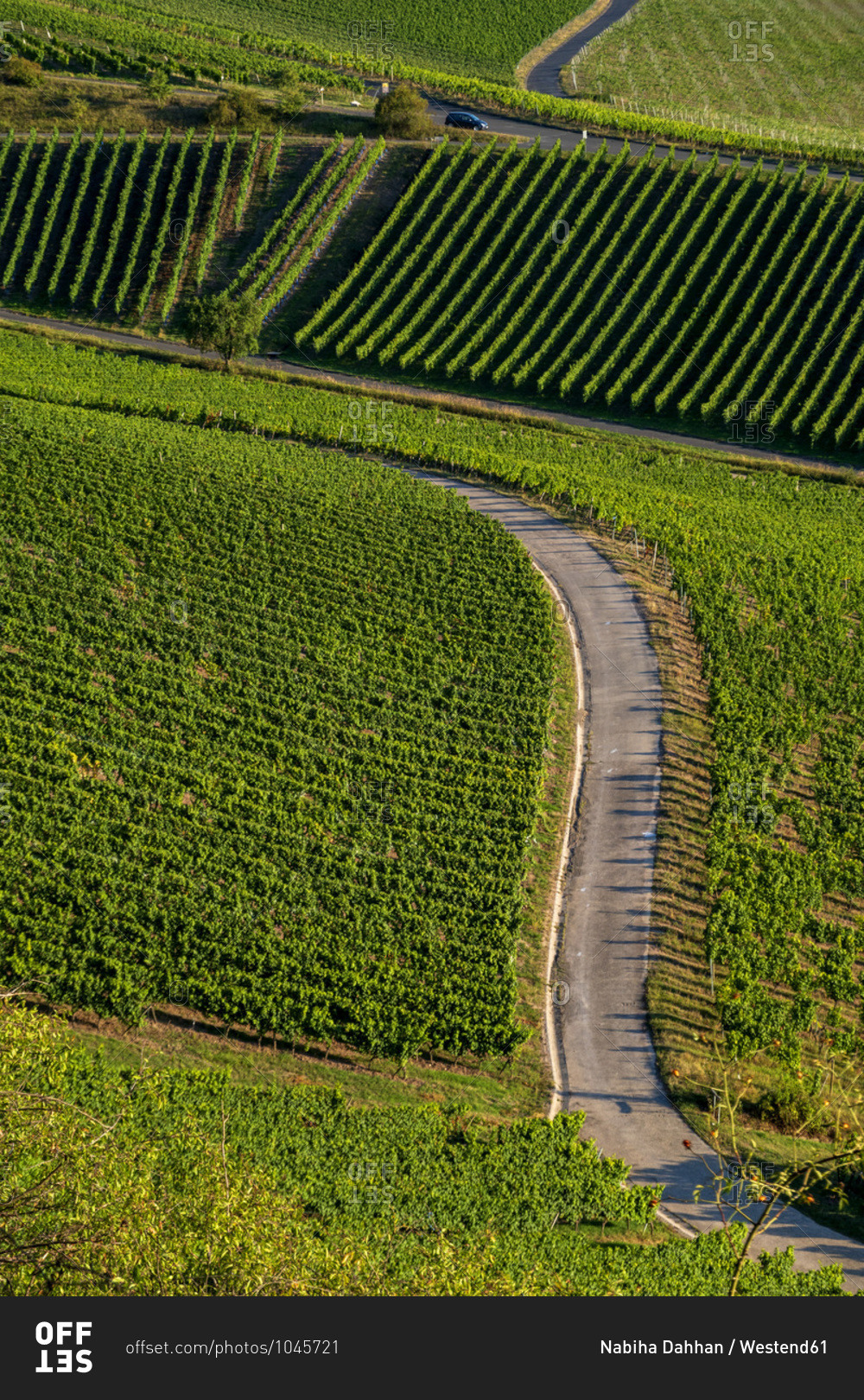 Scenic view of road amidst vineyard during sunny day