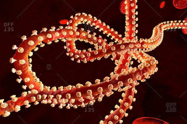 Three dimensional render of Ebola virus