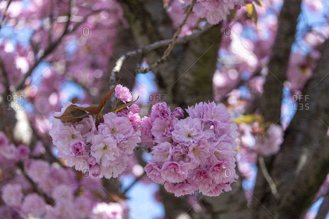 Japanese cherry, petals detailed shot