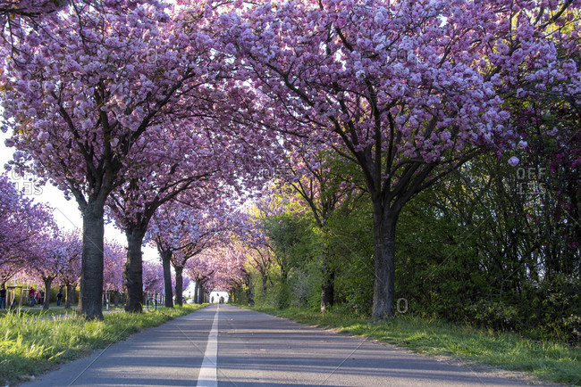 Germany, Saxony-Anhalt, Magdeburg: Japanese cherry trees, cherry blossom avenue