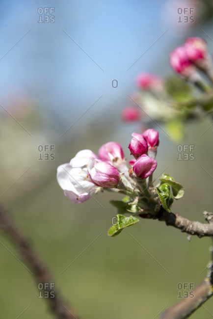 Blooming fruit trees in spring