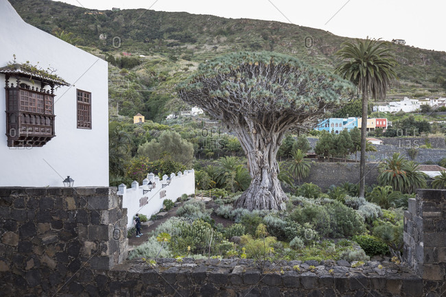 The drago milenario a canarian dragon tree (dracaena draco), icod de los vinos, tenerife, canary islands, Spain