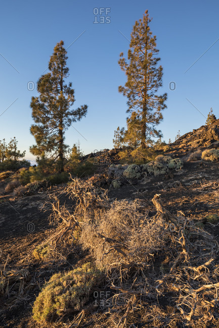 Canary island pines (pinus canariensis) in the evening light, el teide national park, tenerife, canary islands, Spain