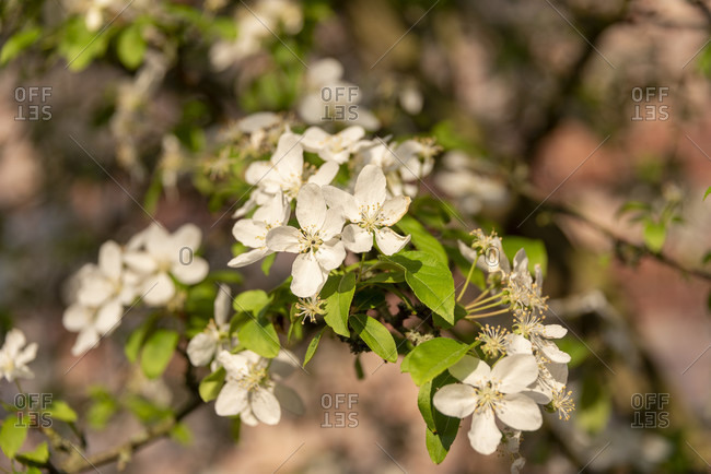 Apple blossoms on an autum day