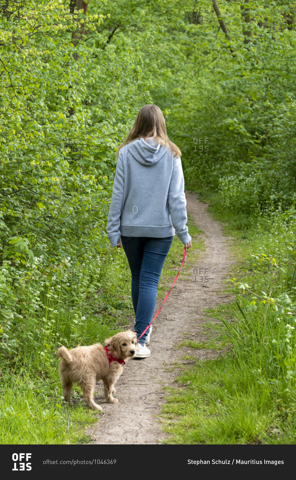 Girl on a forest walk with a dog, mini goldendoodle
