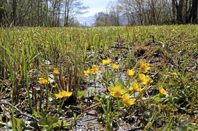 Spring meadow with marsh marigolds at murnauer moos near ohlstadt, das blaue land, upper Bavaria, Bavaria, Germany