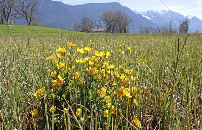 Spring meadow with marsh marigolds at murnauer moos near ohlstadt, das blaue land, upper Bavaria, Bavaria, Germany