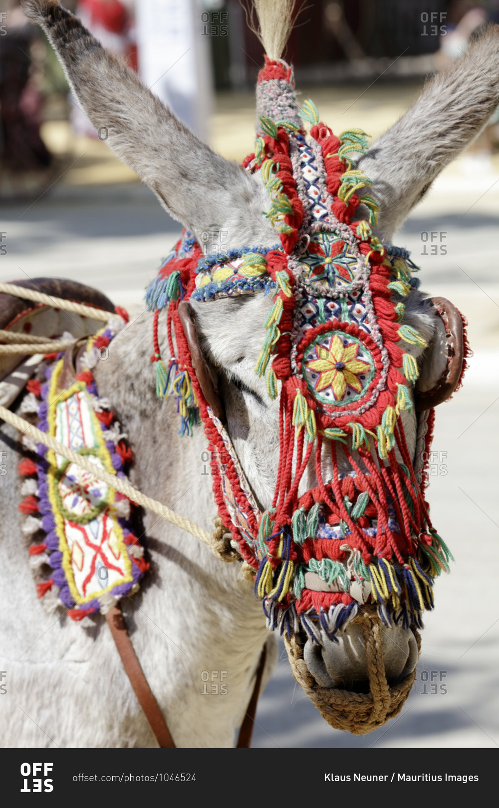 Donkey with halter, festival, traditional costume, tradition, culture, customs, el Puerto de Santa maria, andalusia, Spain, Europe