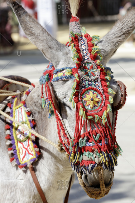 Donkey with halter, festival, traditional costume, tradition, culture, customs, el Puerto de Santa maria, andalusia, Spain, Europe