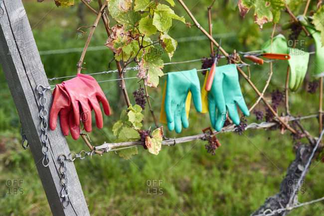 Mint and pink rubber gloves and pruning shears on a wire system in the vineyard