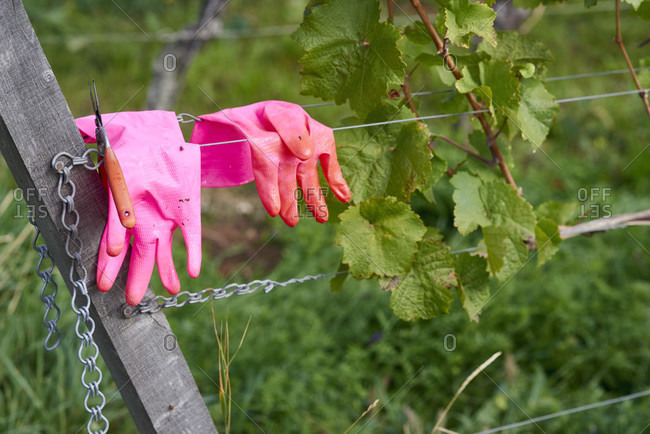 Pink rubber gloves and pruning shears on wires of a wire system in the vineyard