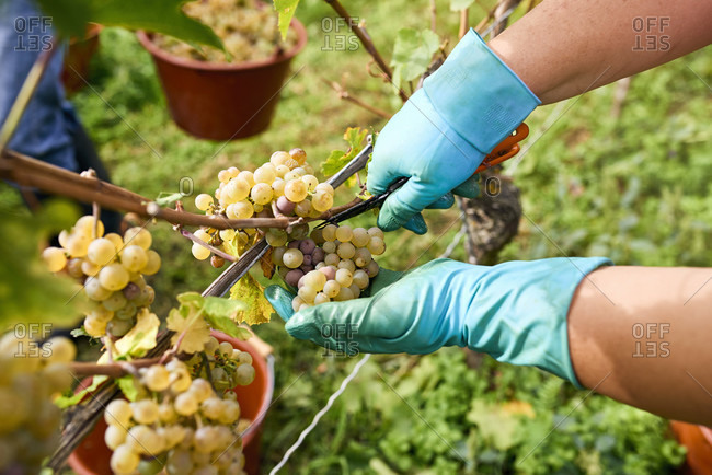 Grape harvesting assistant with blue-green rubber gloves reads riesling grapes in reading bucket
