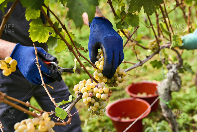 Vintage, harvest worker with blue rubber gloves reads riesling grapes in reading bucket