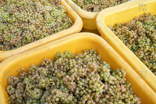 Grape harvest, collection container with riesling grapes