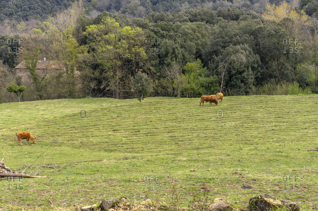 Europe, spain, catalonia, gerona province, garrotxa, santa pau, cattle in a pasture near santa pau