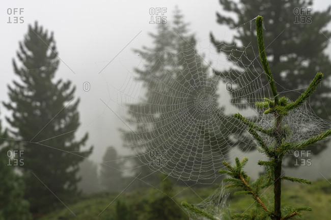 Europe, austria, tyrol, otztal alps, otztal, umhausen, spider web in the foggy mountain forest