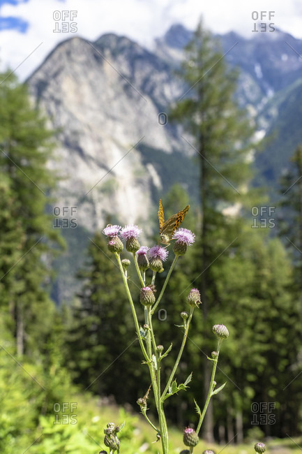 Europe, austria, tyrol, otztal alps, otztal, umhausen, butterfly on a flower with acherkogel in the background