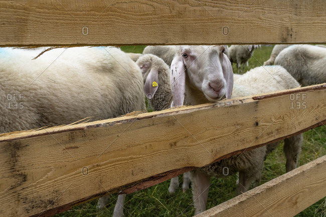 Europe, austria, tyrol, otztal alps, otztal, sheep on a pasture near solden