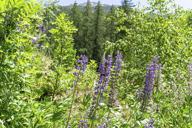 Europe, austria, tyrol, otztal alps, otztal, alpine flora in the mountain forest between niederthai and längenfeld