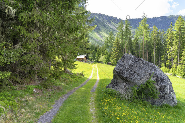Europe, austria, tyrol, otztal alps, otztal, forest path between wurzbergalm and kofels