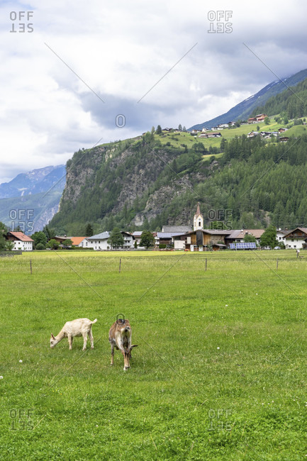 Europe, austria, tyrol, otztal alps, otztal, goats in a meadow with a view of huben and burgstein