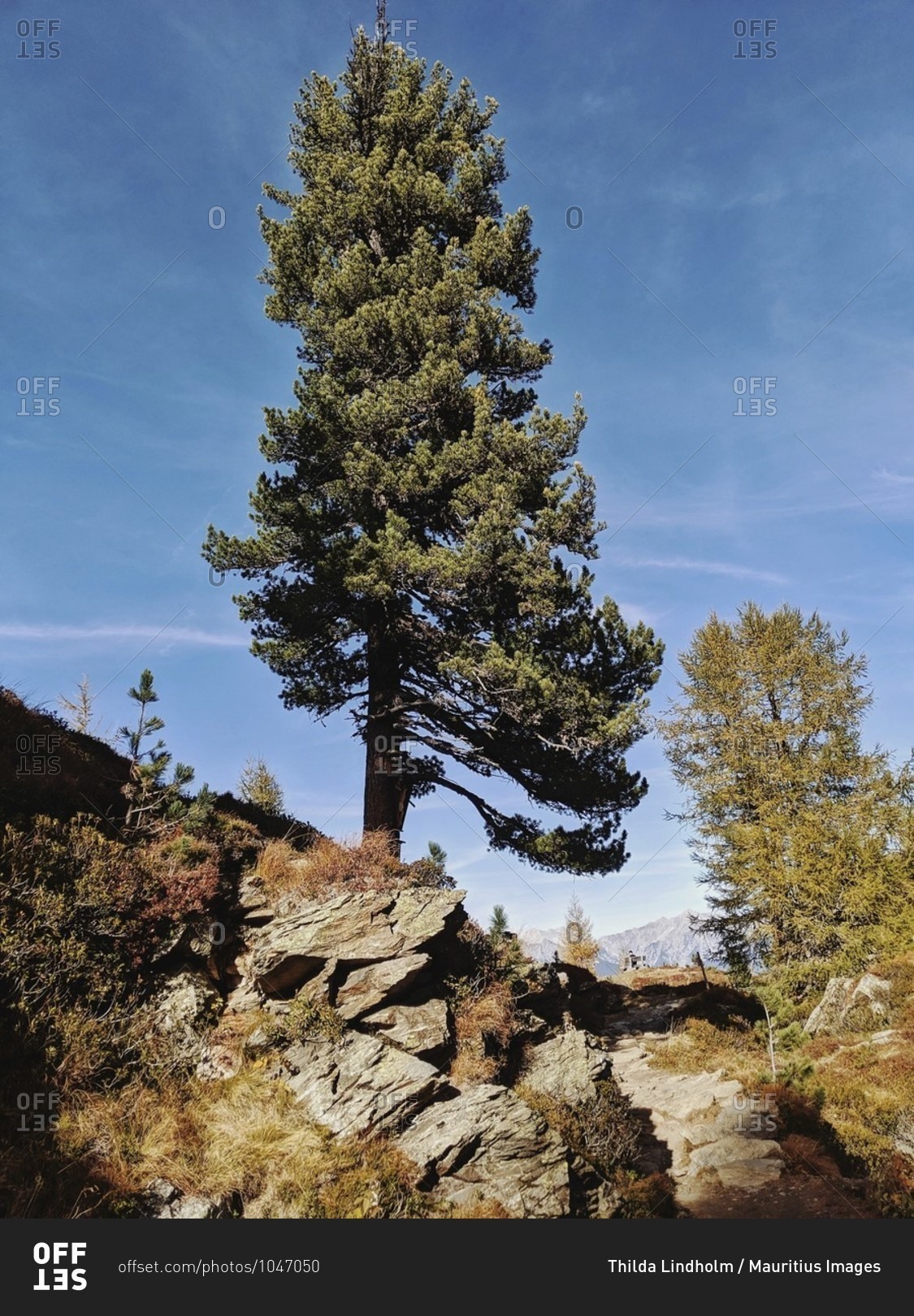 Large swiss stone pine grows along the way, on the tyrolean swiss stone pine path