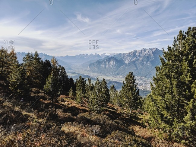 On the way on the tyrolean stone pine path, view of the karwendel massif with stone pine in the foreground