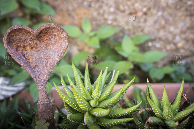 Succulent plant in a detail of a mediterranean style garden in barcelona in the first days of spring