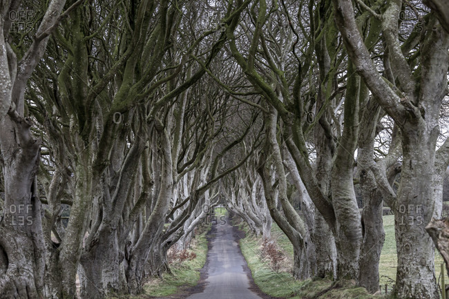 Dark hedges, avenue with beech trees, county antrim, northern ireland, uk